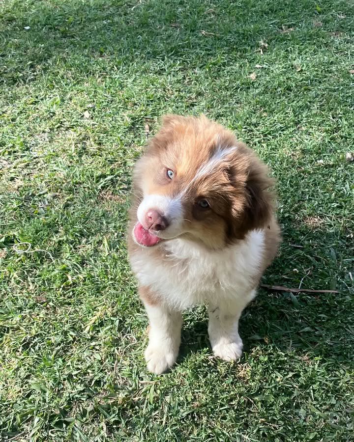 Terry - Australian Shepherd Puppy